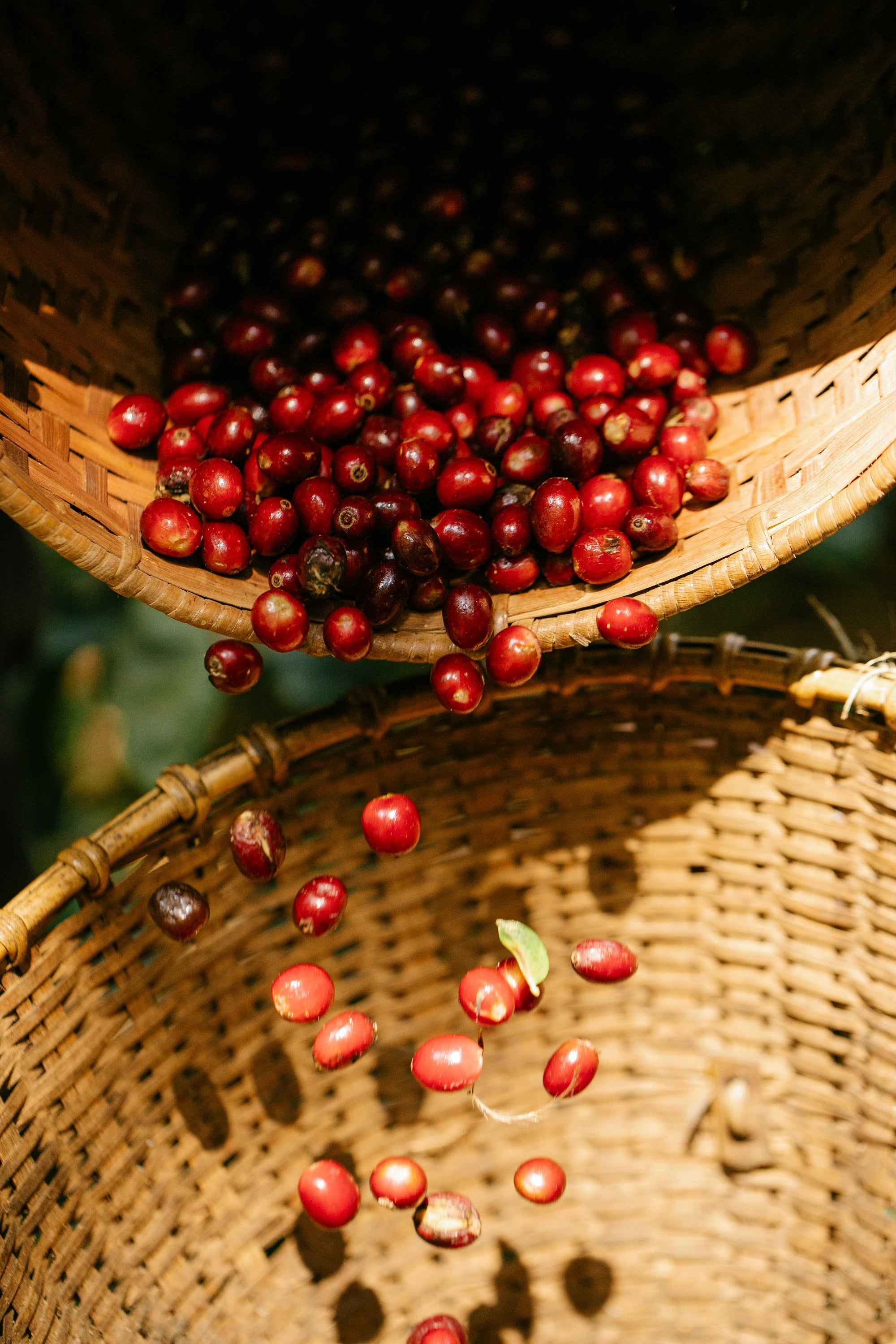 Just In: Coffee from Nagaland